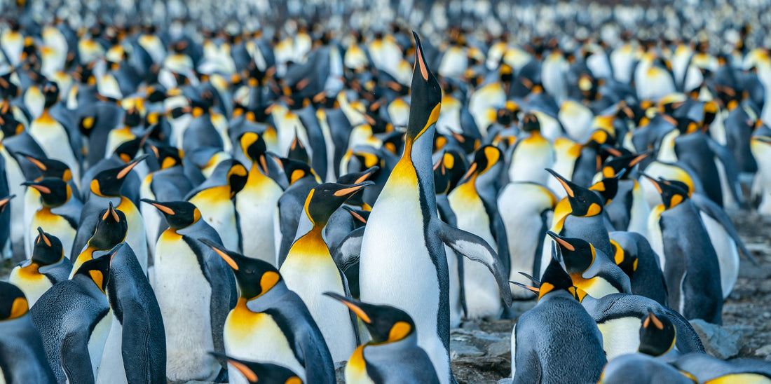 How can you find your ideal guest in a crowd? Image of one penguin standing tall among the rest